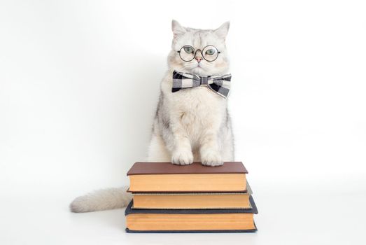 serious white cat in a gray bow tie and glasses, standing on a stack of old books, isolated. Copy space