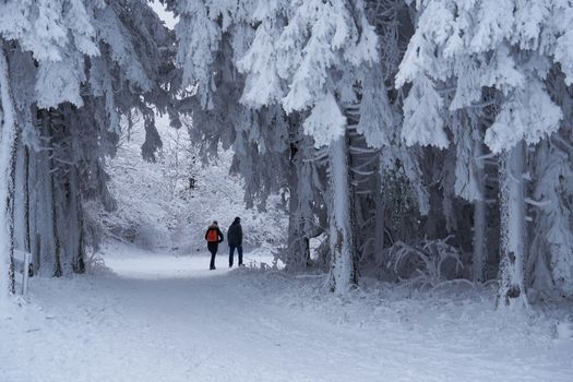 The tineger girl in ski suite with her father goes on the trail. On the lawn covered with snow the nice trees are standing poured with snowflakes in frosty winter morning. Dreamy firs in the enchanted forest. Back view. High quality photo