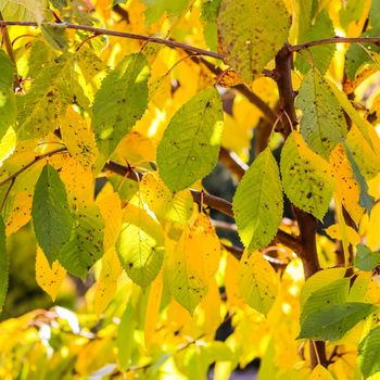 Bright colorful autumn leaves on a sweet cherry on a sunny day. Autumn natural background