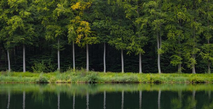 Trees reflection in the lake in the park. Water reflections