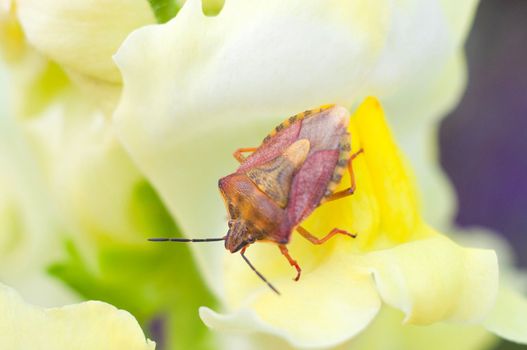 macro beautiful bug sits on a snapdragon flower macro photography of insects in nature. High quality photo