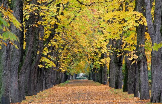 The road lined with trees with yellowing leaves is an autumn landscape