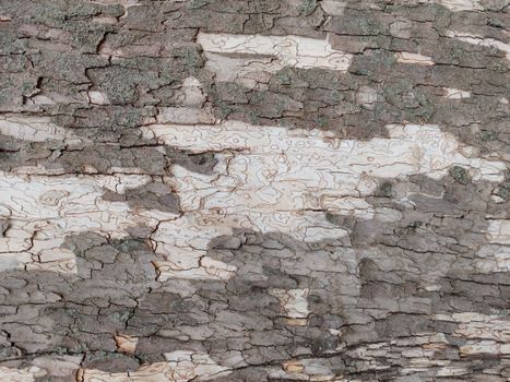 Gray white close up tree bark background pattern. High quality photo