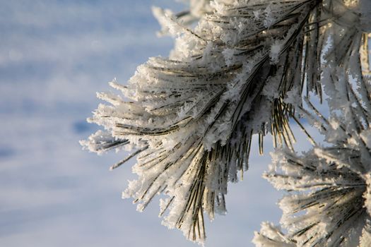 Pine branch covered with snow. Christmas natural background. Fluffy snow on pine branches. Pine with long beautiful needles. Pine branches covered with frost
