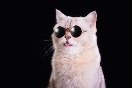 Funny portrait of a white cat in blue sunglasses and sticking out its tongue, sitting on a black background, looking away. Close up. Copy space