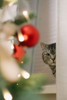 A beautiful domestic gray cat next to a decorated Christmas tree. Merry Christmas and New Year