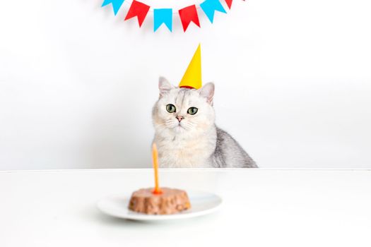 White british cat in a yellow paper cap, sitting at a white table with a canned cat cake, on a white saucer and an orange candle.