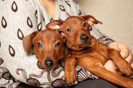 The muzzles of two purebred puppies. Portrait. Puppies are lying in the arms of a woman. Eyes, nose, mouth of small dogs. Mini pinscher.