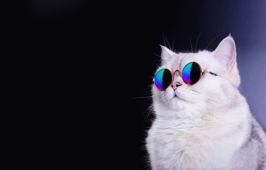 Studio portrait of a well-fed white British cat in blue sunglasses on a black background, looking away. Close up. Copy space