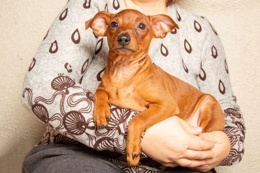 The puppy is lying in the arms of a woman. Portrait of a puppy in the hands of the owner. Muzzle, paws, a small dog. Friendship between man and dog. Taking care of pets.