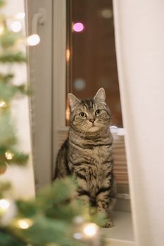 A beautiful domestic gray cat next to a decorated Christmas tree. Merry Christmas and New Year