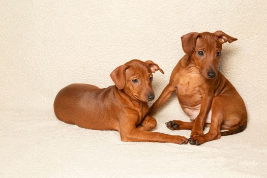 Two puppies are sitting and looking away. Small, brown dogs sideways. Purebred puppies lie on a light background