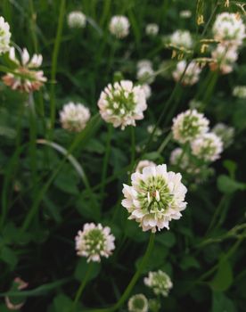 White clower in meadow. Natural green background. One single flower of white clower trifolium repens in a lawn. High quality photo