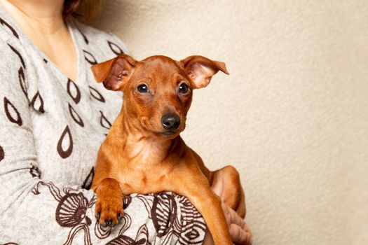 The puppy is sitting in the arms of a woman. Portrait of a puppy in the hands of the owner. Muzzle, paws, a small dog. A small pet. Taking care of pets.