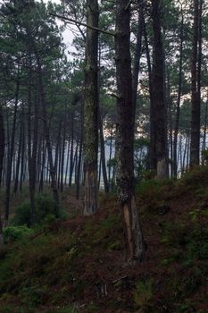 Early morning in a pine forest. Landscape