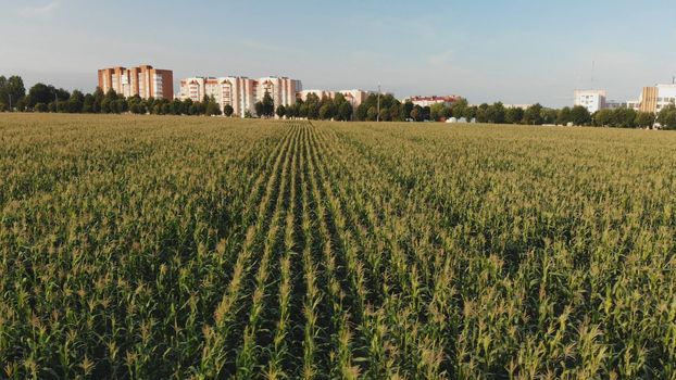 A cornfield of green by the city. Drone video