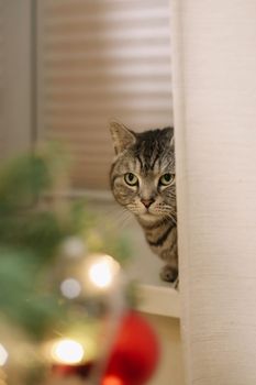 A beautiful domestic gray cat next to a decorated Christmas tree. Merry Christmas and New Year