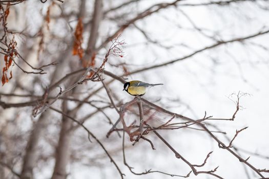 A beautiful little blue bird sits on a branch in winter and flies for food. Other birds are also sitting on the branches.