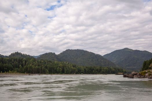 A fast-flowing wide and full-flowing mountain river. Large rocks stick out of the water. Big mountain river Katun, turquoise color, in the Altai Mountains, Altai Republic.