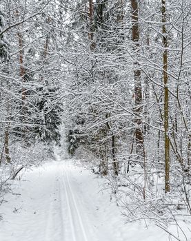 Lovely winter forest. Trees and bushes covered in snow. Ski track on a snow-white road