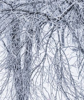 Background of tree branches covered with frost. Landscape of nature with white snow and cold weather. Winter holiday concept