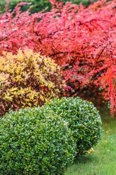 Colorful autumn background. Landscape garden design with red and yellow ornamental shrubs and shaped boxwoods