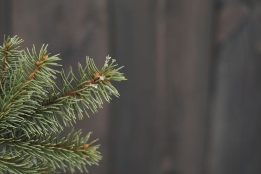 Christmas tree leaves macro photography. pine branch with snow on a winter day.