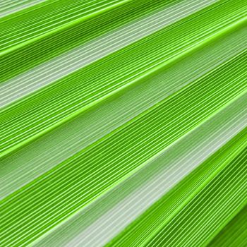 Palm leaf texture for background. Summer holiday and tropical nature concept.