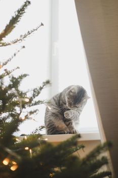A beautiful domestic gray cat next to a decorated Christmas tree. Merry Christmas and New Year