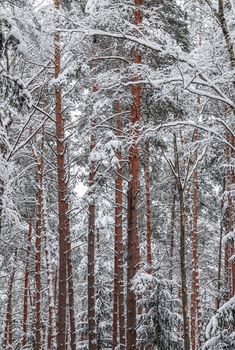 Snowy winter forest. Trees and bushes covered with snow. Christmas holiday background