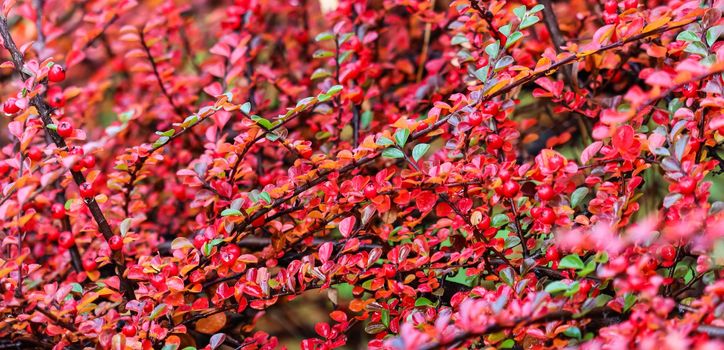 Blurred autumn background. Red leaves and fruits on the cotoneaster horizontalis branches