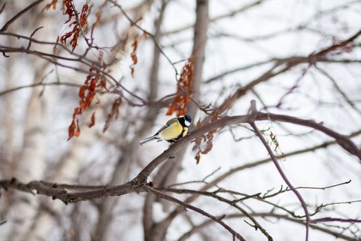 A beautiful little blue bird sits on a branch in winter and flies for food. Other birds are also sitting on the branches.