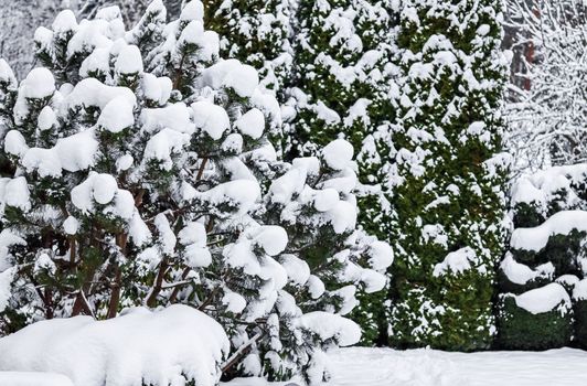 Winter Garden. Pine branches covered with a lot of fluffy snow. Gardening concept