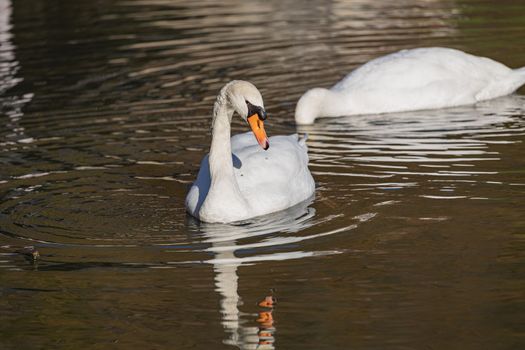 Beautiful white swam swimming in the pond. Portrait of a beautiful swan