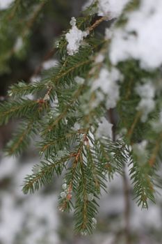 Conifer closeup background. Winter landscape. Christmas tree leaves macro photography. Fir branch on a winter day