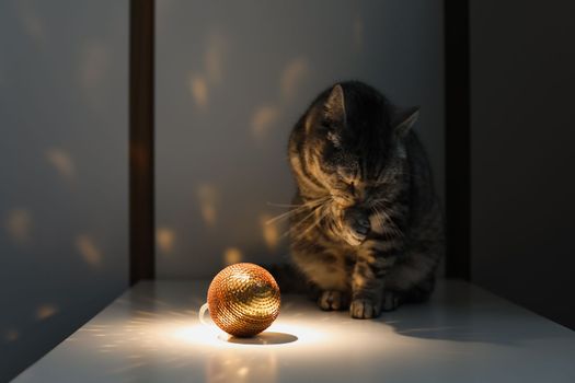 Cute tabby Scottish straight cat playing with a golden Christmas ball at home. New Year concept