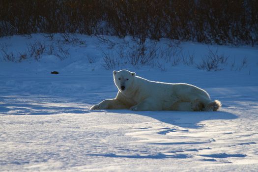 A polar bear lying in snow and staring at the camera with willows in the background, near Churchill, Manitoba Canada