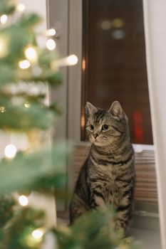 A beautiful domestic gray cat next to a decorated Christmas tree. Merry Christmas and New Year