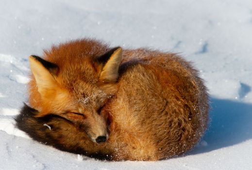 Closeup of a red fox curled up in a snowbank near Churchill, Manitoba Canada