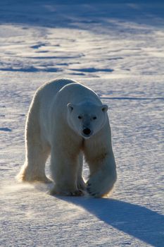 Polar bear or Ursus maritimus walking along on snow in low light, near Churchill, Manitoba Canada