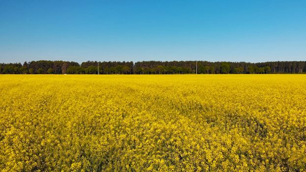 A field of rapeseed next to the road and woods