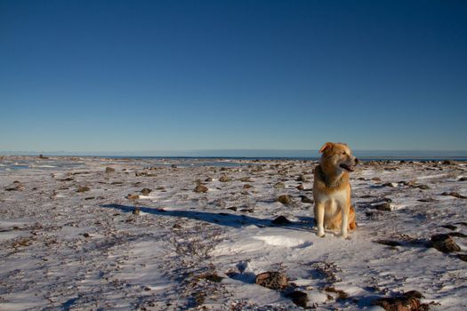 A yellow Labrador dog sitting on snow in a cold arctic landscape with clear blue skies, near Arviat, Nunavut Canada