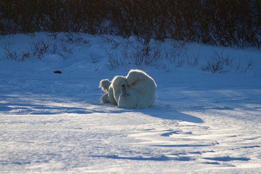 A polar bear rolling around in snow with legs in the air, with snow on the ground and willows in the background, near Churchill, Manitoba Canada