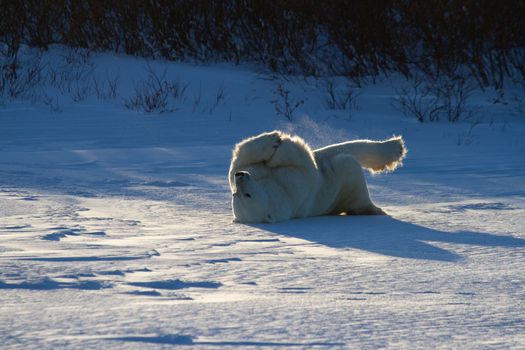 A polar bear rolling around in snow with legs in the air, with snow on the ground and willows in the background, near Churchill, Manitoba Canada