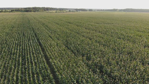 A cornfield of green by the city. Drone video