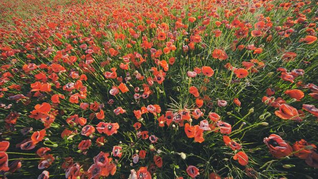 A large field of red poppy flowers at sunset