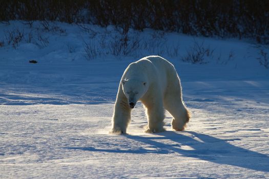 Polar bear or Ursus maritimus walking along on snow in low light, near Churchill, Manitoba Canada
