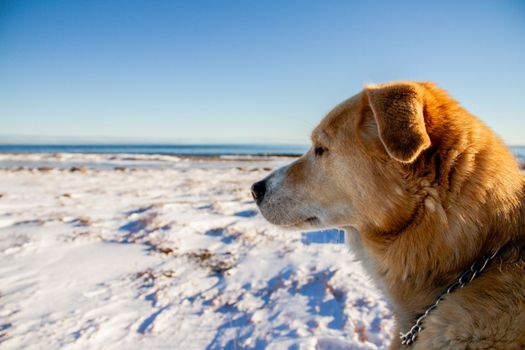 Close-up of a yellow Labrador dog staring with a snowy arctic landscape in the background, near Arviat, Nunavut Canada