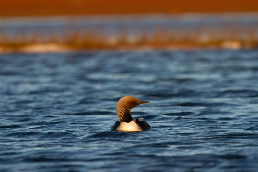 An adult Pacific Loon or Pacific Diver swimming around in an arctic lake with willows in the background, Arviat Nunavut