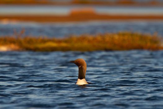 An adult Pacific Loon or Pacific Diver swimming around in an arctic lake with willows in the background, Arviat Nunavut